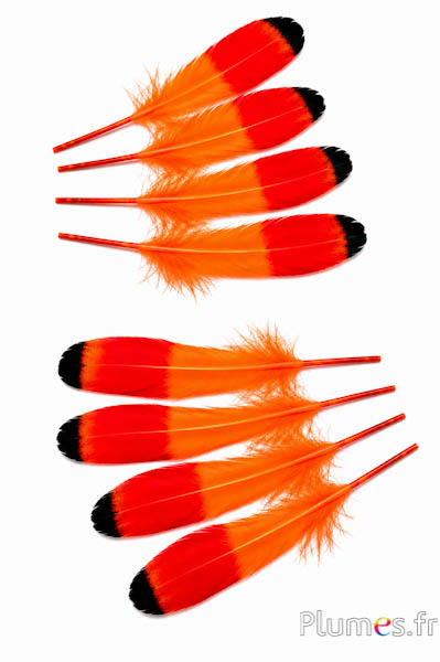 Oca - 15-21 cm, sinistra e destra - arancione-rosso-nero
